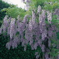 Chinese Wisteria